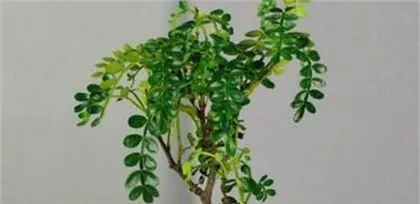 清香木盆栽养护全攻略（时间、方法、技巧、注意事项一网打尽）3