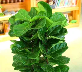 Will Ficus lyrata bloom? Analysis of the blooming condition of Ficus lyrata (The blooming phenomenon and characteristics of Ficus lyrata)