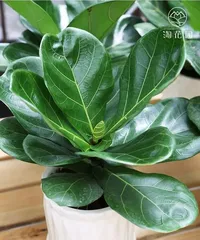 Will fiddle-leaf fig flower? Analysis of fiddle-leaf fig flowering situation (Flowering phenomenon and characteristics of fiddle-leaf fig) 2
