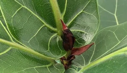 Will fiddle-leaf fig flower? Analysis of fiddle-leaf fig flowering situation (Flowering phenomenon and characteristics of fiddle-leaf fig) 3