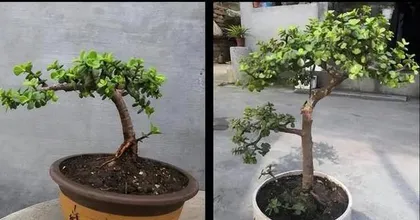 How to Prevent Jade Plants from Dropping Leaves (Correct Care Tips to Keep Your Plant Lush)