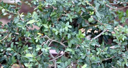 How to Prevent Leaf Drop in Jade Plants (Proper Care Techniques Keep Your Plant Evergreen) 2