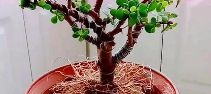 How to Prevent Leaf Drop in Jade Plants (Proper Care Techniques Keep Your Plant Evergreen) 3