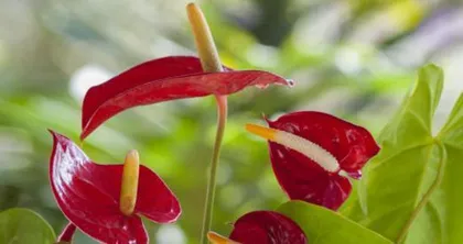 The method and precautions for cuttings an anthurium (from selection to care, step-by-step guide to successfully cut anthurium)