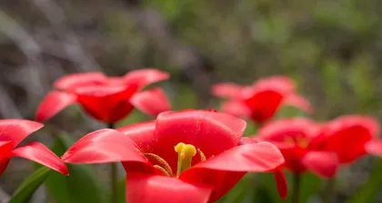 Methods and Precautions for Anthurium Cuttings (From Material Selection to Care, Step-by-Step Guide to Successfully Propagating Anthuriums) 2