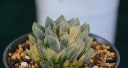 Jade Dew Care Guide (Potting Methods and Precautions)