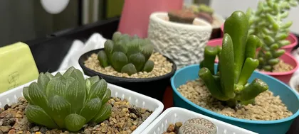 Haworthia cooperi Care Guide (Potting Method and Precautions) 2