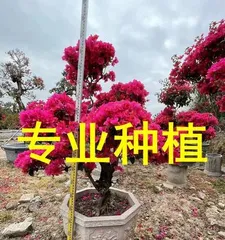 Watering Techniques for Bougainvillea (Different Watering in Spring, Summer, Autumn, Winter; Water Once a Week, Proper Care Ensures Healthy Growth)