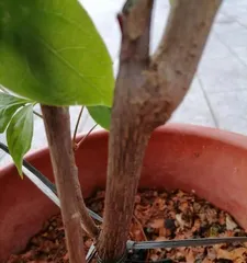 Watering Techniques for Bougainvillea (Different Seasons Require Different Watering; Weekly Watering Ensures Proper Care) 2