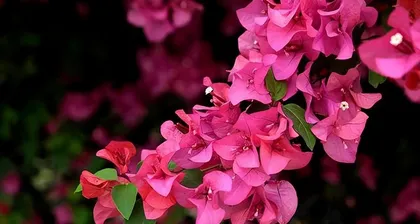 Watering Techniques for Bougainvillea (Different Seasons Require Different Watering; Weekly Watering Ensures Proper Care) 3
