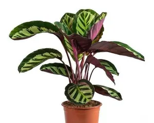 How to grow Calathea? (15 care tips you need to know to grow a healthy Calathea.)