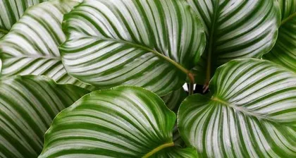 How to Grow Calathea? (15 Care Tips You Need to Know for a Healthy Calathea.) Part 2