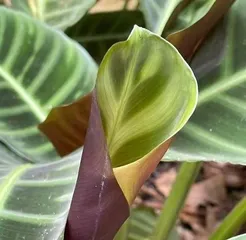 How to Grow Calathea? (15 Care Tips You Need to Know for a Healthy Calathea.) Part 3