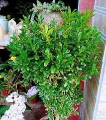 Arborvitae Indoor Care Guide (Suitable varieties of arborvitae for indoor cultivation and precautions)