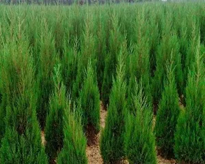 Juniperus chinensis Indoor Cultivation Guide (Suitable Varieties and Precautions for Indoor Growing) 2