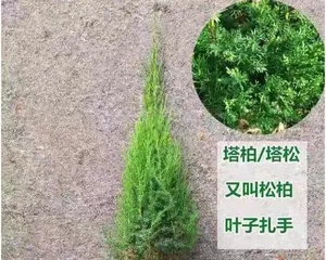 Juniperus chinensis Indoor Cultivation Guide (Suitable Varieties and Precautions for Indoor Growing) 3