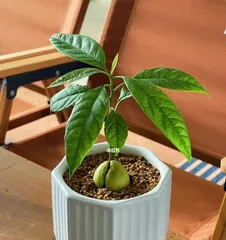 The years of fruiting and care tips for potted avocados