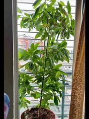 Avocado Potted Plant: Years to Bear Fruit and Care Tips 2