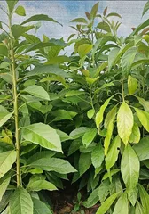 Avocado Potted Plant: Years to Bear Fruit and Care Tips 3