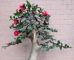 Camellias love shade and fear the sun (Understanding the care needs of camellias helps keep them healthy and lush)