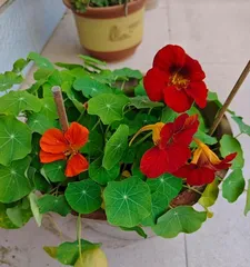 How to safely overheat the Gold Astilbe? (Summer care and precautions for Gold Astilbe)