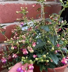 How to safely overwinter nasturtium? (Summer nasturtium care and precautions) 2