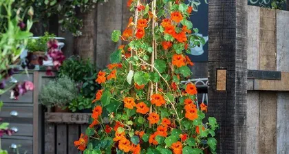 How to safely overwinter nasturtium? (Summer nasturtium care and precautions) 3