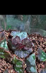 The blooming time and care methods of Monstera deliciosa (Exploring the mysteries of Monstera deliciosa blooming, understanding its growth patterns)