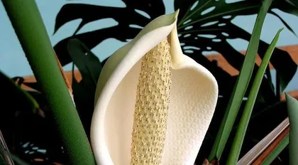 Monstera flowering time and care methods (Exploring the mystery of Monstera blooming, understanding the growth patterns of Monstera) 2