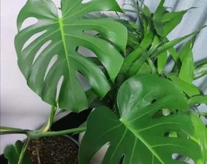Monstera flowering time and care methods (Exploring the mystery of Monstera blooming, understanding the growth patterns of Monstera) 3