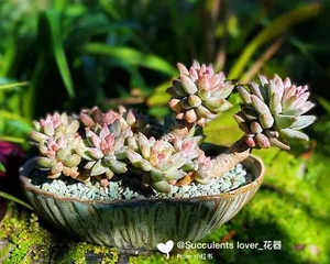 How to Care for a Chigyo no Matsuba Old Tree (Revitalizing the Old Tree for an Ultimate Garden Life)