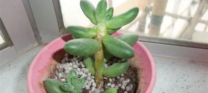 How to Care for Chiyoda no Matsu Old Stumps (Restore Youth to Old Stumps, Create Ultimate Garden Life) 2