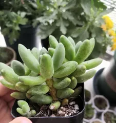 How to Care for Chiyoda no Matsu Old Stumps (Restore Youth to Old Stumps, Create Ultimate Garden Life) 3