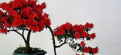 How to Care for Winter Azaleas (Winter Azalea Care Methods, Precautions, and Experience Sharing)