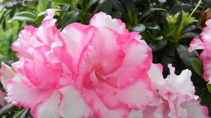 How to Care for Winter Azaleas (Winter Azalea Care Methods, Precautions, and Experience Sharing) 2