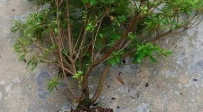 How to Care for Winter Azaleas (Winter Azalea Care Methods, Precautions, and Experience Sharing) 3