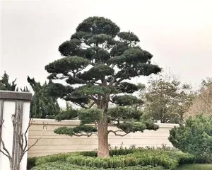 Selection and Maintenance of Tall Trees in Courtyards (Beautiful Courtyards Begin Here, Exquisite Tall Trees Add Scenery)