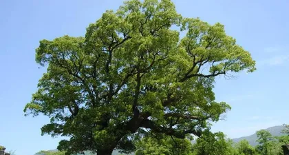 Selection and Care of Courtyard Trees (Start Your Beautiful Courtyard Here, Add Scenery with Selected Trees) 2