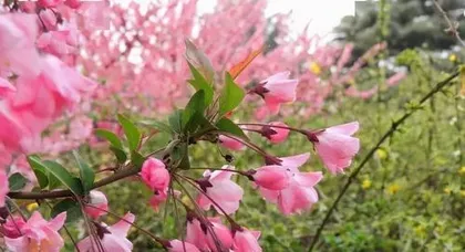 Selection and Care of Courtyard Trees (Start Your Beautiful Courtyard Here, Add Scenery with Selected Trees) 3