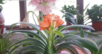 So easy! The Care Guide for Clivia Miniata (Is Clivia easy to care for? Let's explore its magical secrets)