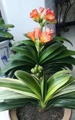 So Easy! The Way to Care for Clivia (Is Clivia Easy to Care For? Exploring Its Magical Secrets) 2