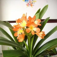 So Easy! The Way to Care for Clivia (Is Clivia Easy to Care For? Exploring Its Magical Secrets) 3