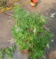 Pruning Time and Techniques for Wulinghong Bonsai (Mastering Pruning Time to Create a Beautiful Bonsai)