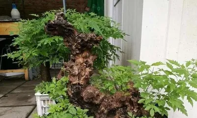 Pruning Time and Techniques for Vitex Bonsai (Master Pruning Time to Create a Beautiful Bonsai) 2