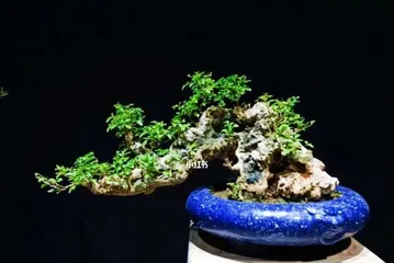 Pruning Time and Techniques for Vitex Bonsai (Master Pruning Time to Create a Beautiful Bonsai) 3
