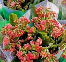 Care for Longevity Flowers: Sunlight (Sunlight Requirements and Precautions for Longevity Flowers)