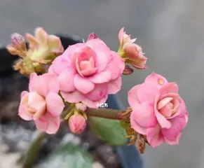 Kalanchoe Care - Sun Exposure (Sunlight Requirements and Precautions for Kalanchoe) 2