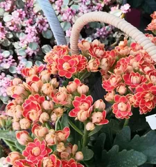 Kalanchoe Care - Sun Exposure (Sunlight Requirements and Precautions for Kalanchoe) 3