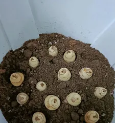 The Cultivation and Care of Orchids (Creating a Green Ocean in the Garden)