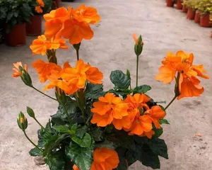 Sandy Soil Flower Care Guide (Master Key Factors to Create Your Garden Dream in Sandy Soil)